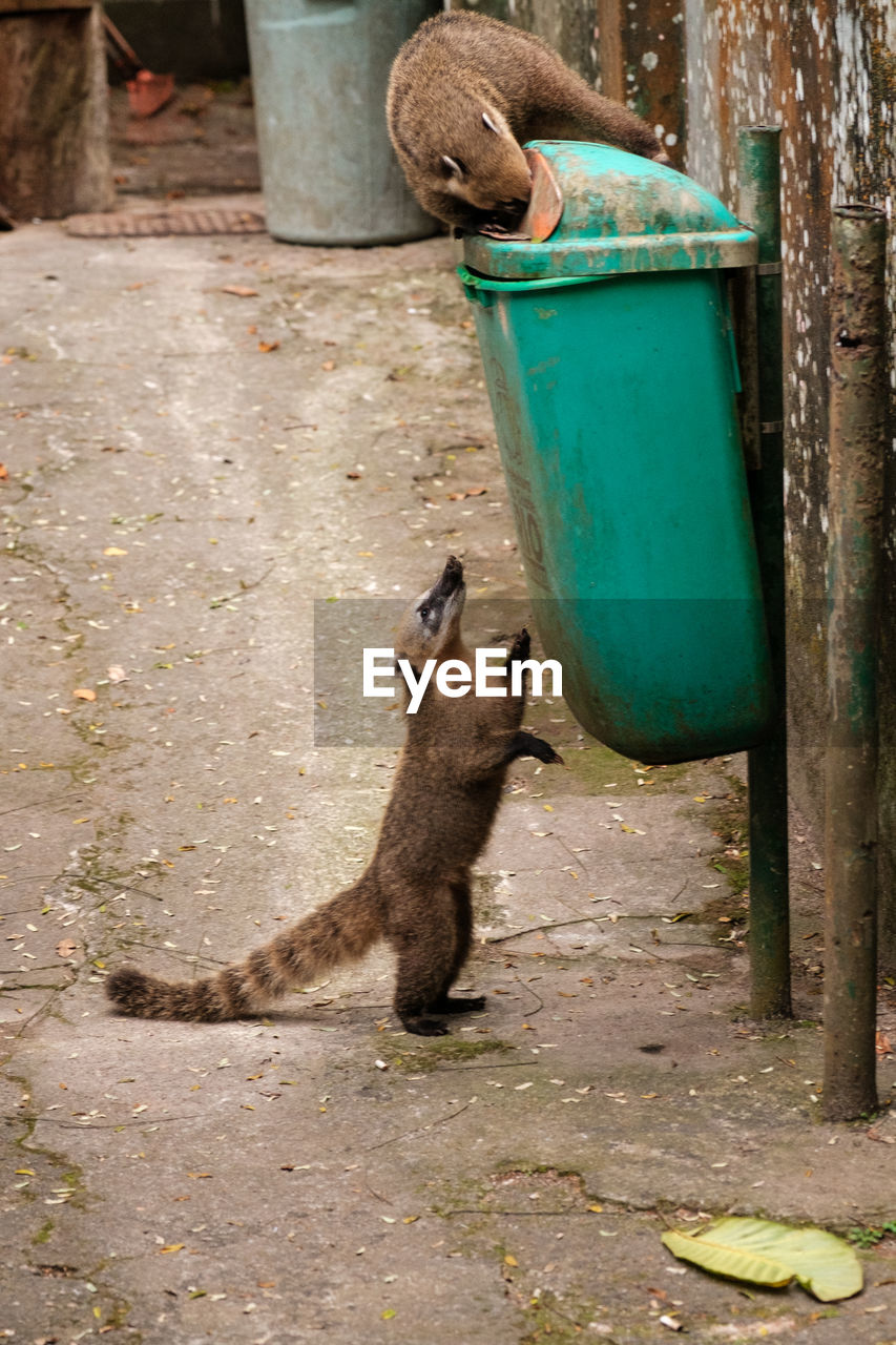 SIDE VIEW OF TWO DRINKING WATER FROM GARBAGE