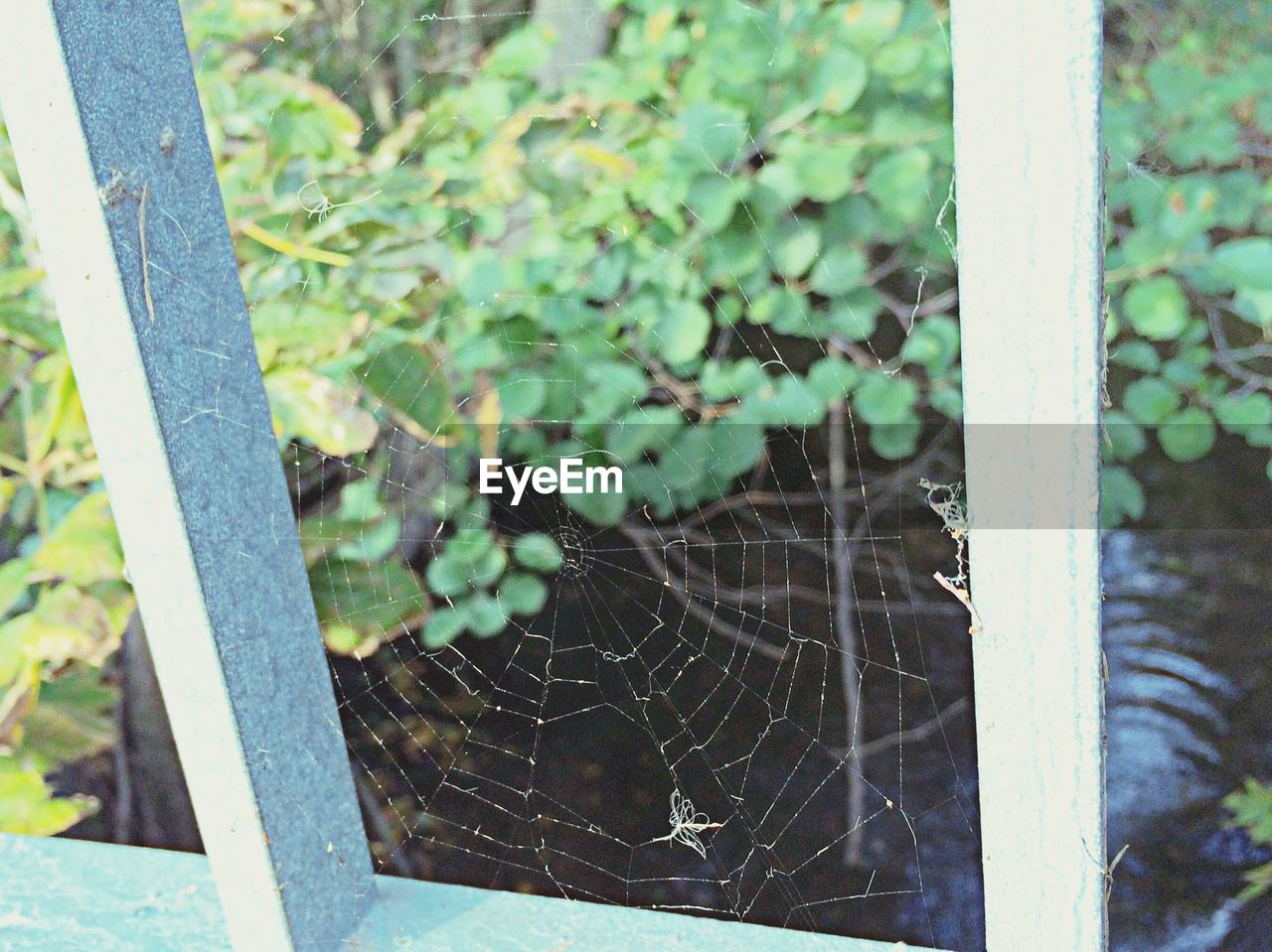 Spider webs along railing