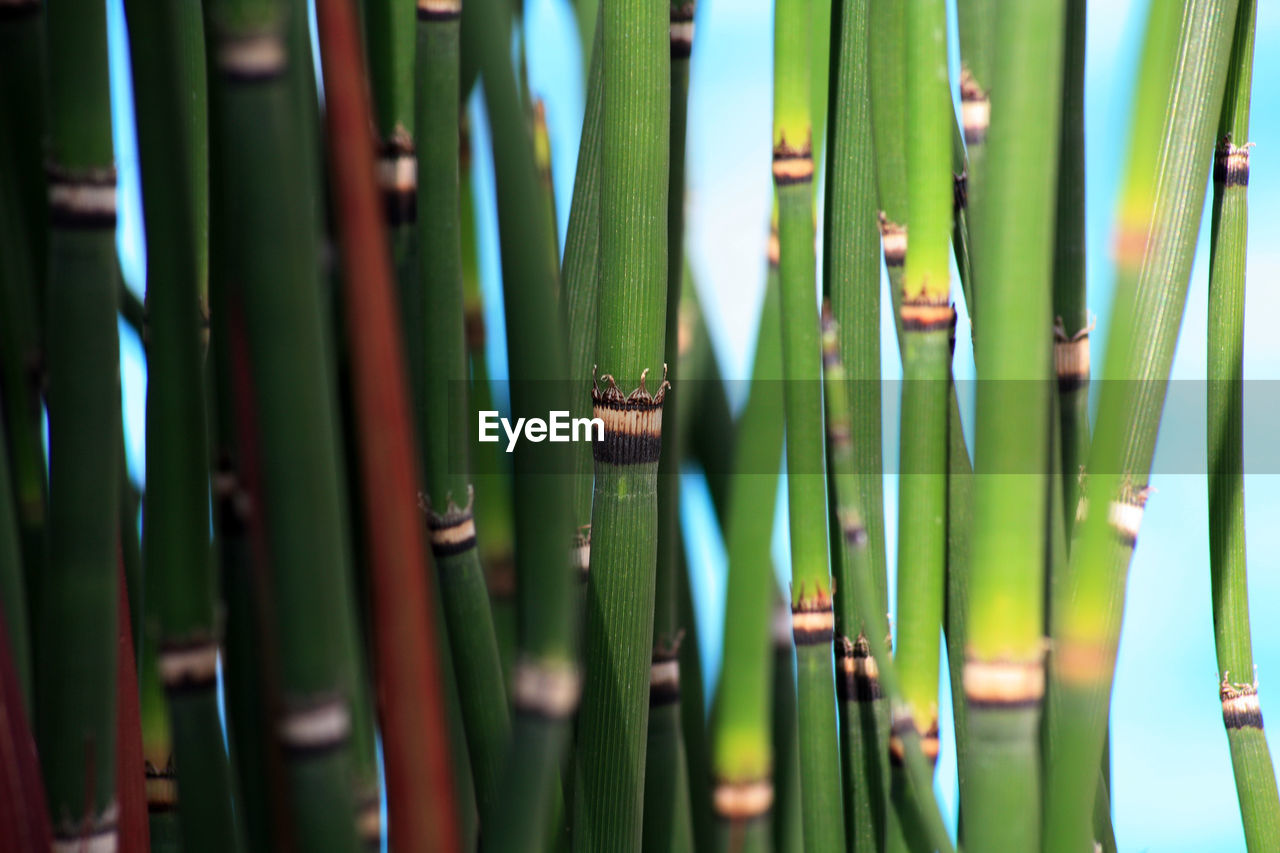 Close-up of bamboos