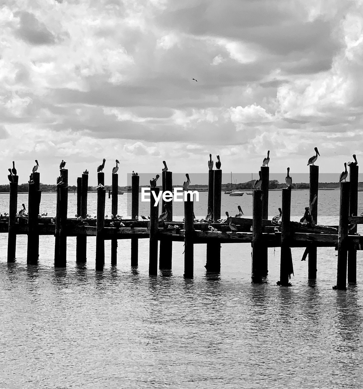 WOODEN POSTS IN SEA