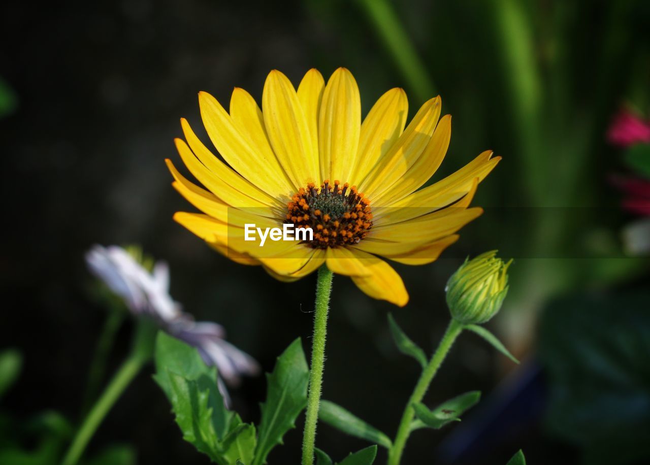 CLOSE-UP OF HONEY BEE ON YELLOW FLOWER BLOOMING OUTDOORS