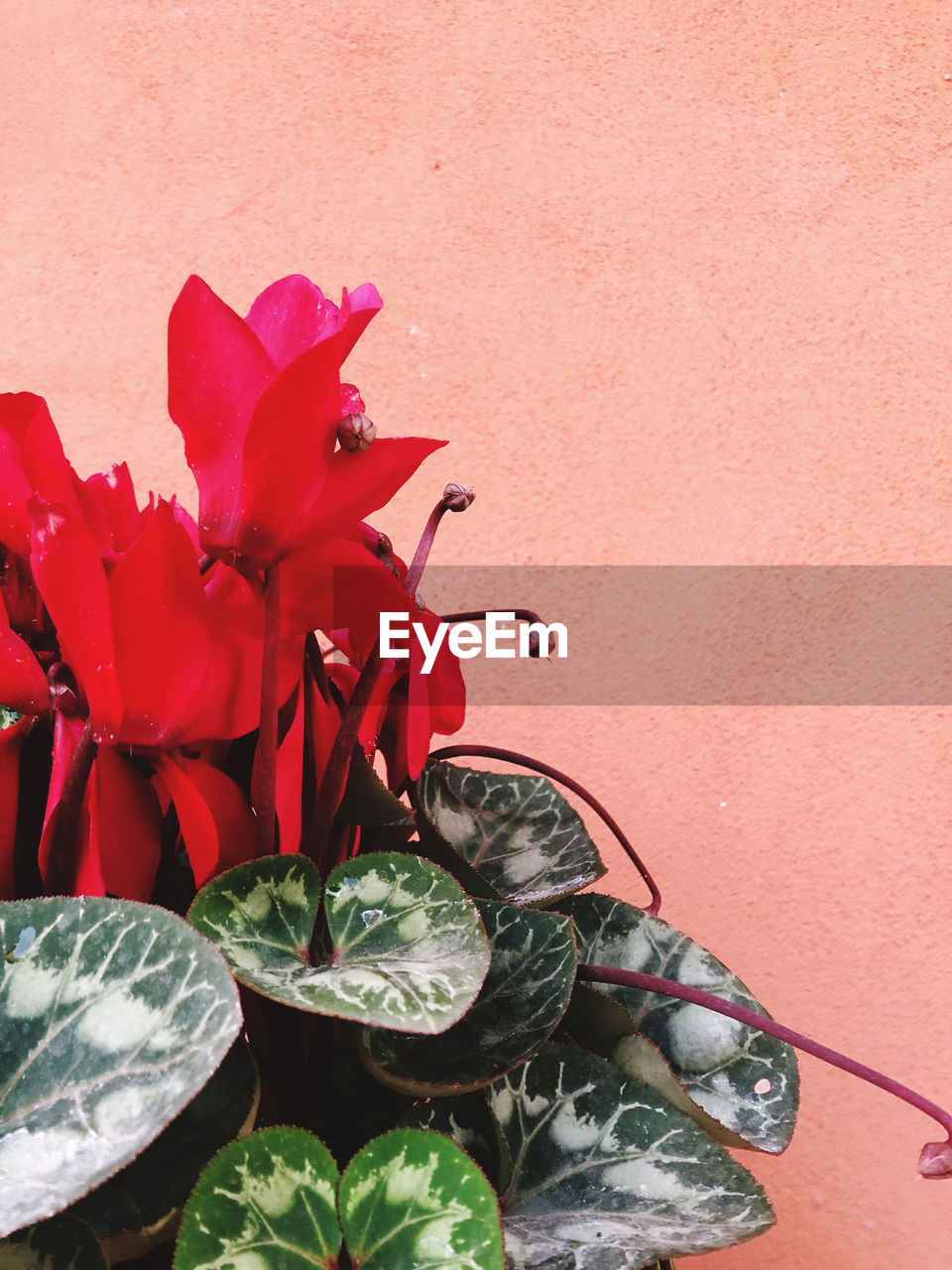 HIGH ANGLE VIEW OF RED FLOWERING PLANT IN CONTAINER