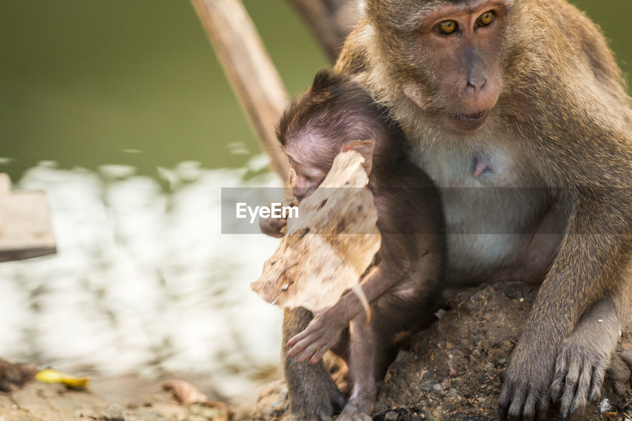 Close-up of long-tailed macaque with infant on rock at zoo