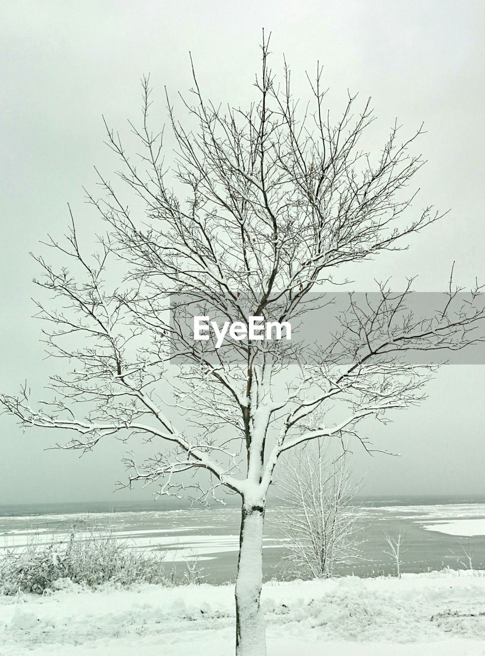 Bare tree on snow covered field