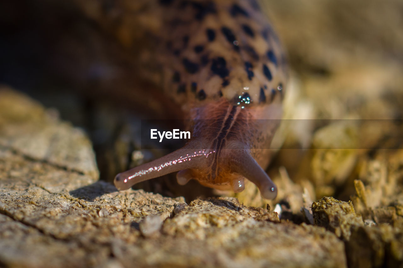 Close-up of slug on wood