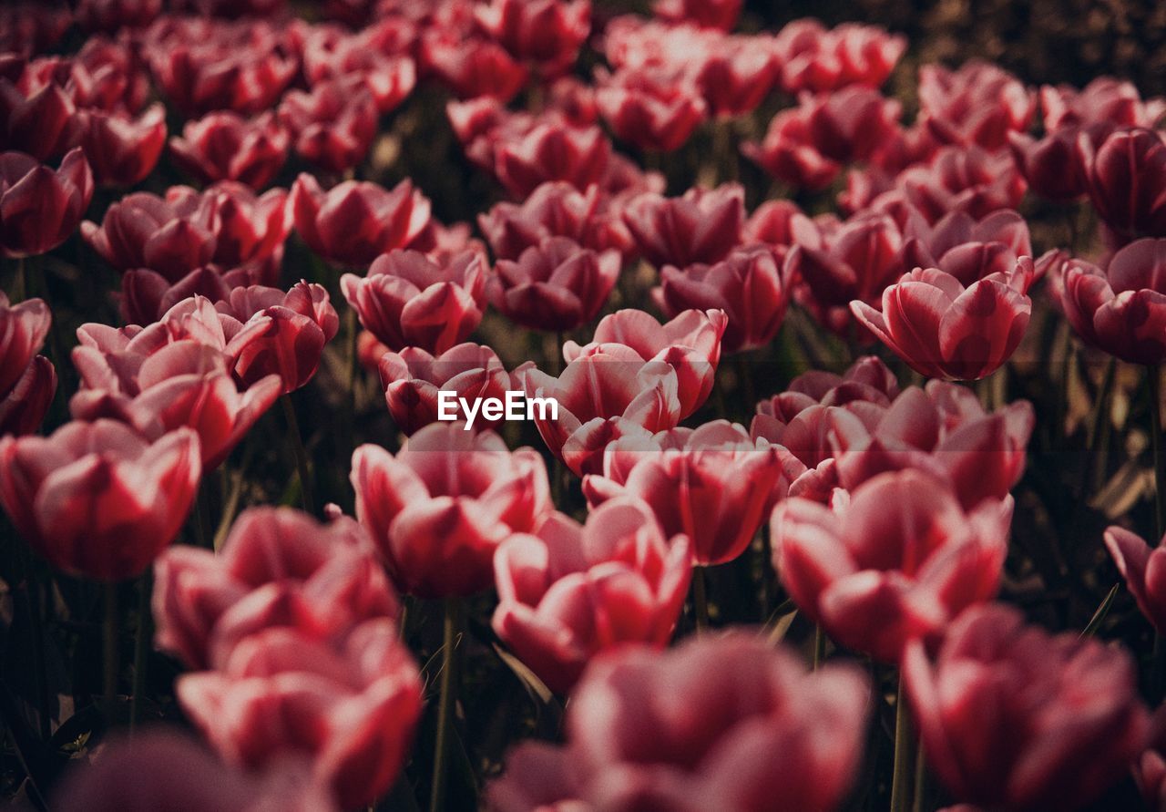 Full frame shot of red tulips