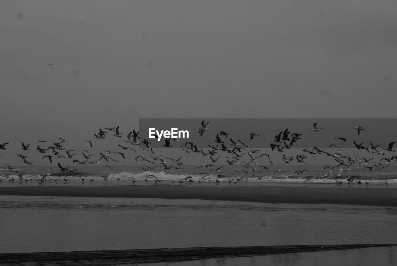 Flock of birds flying over sea against sky