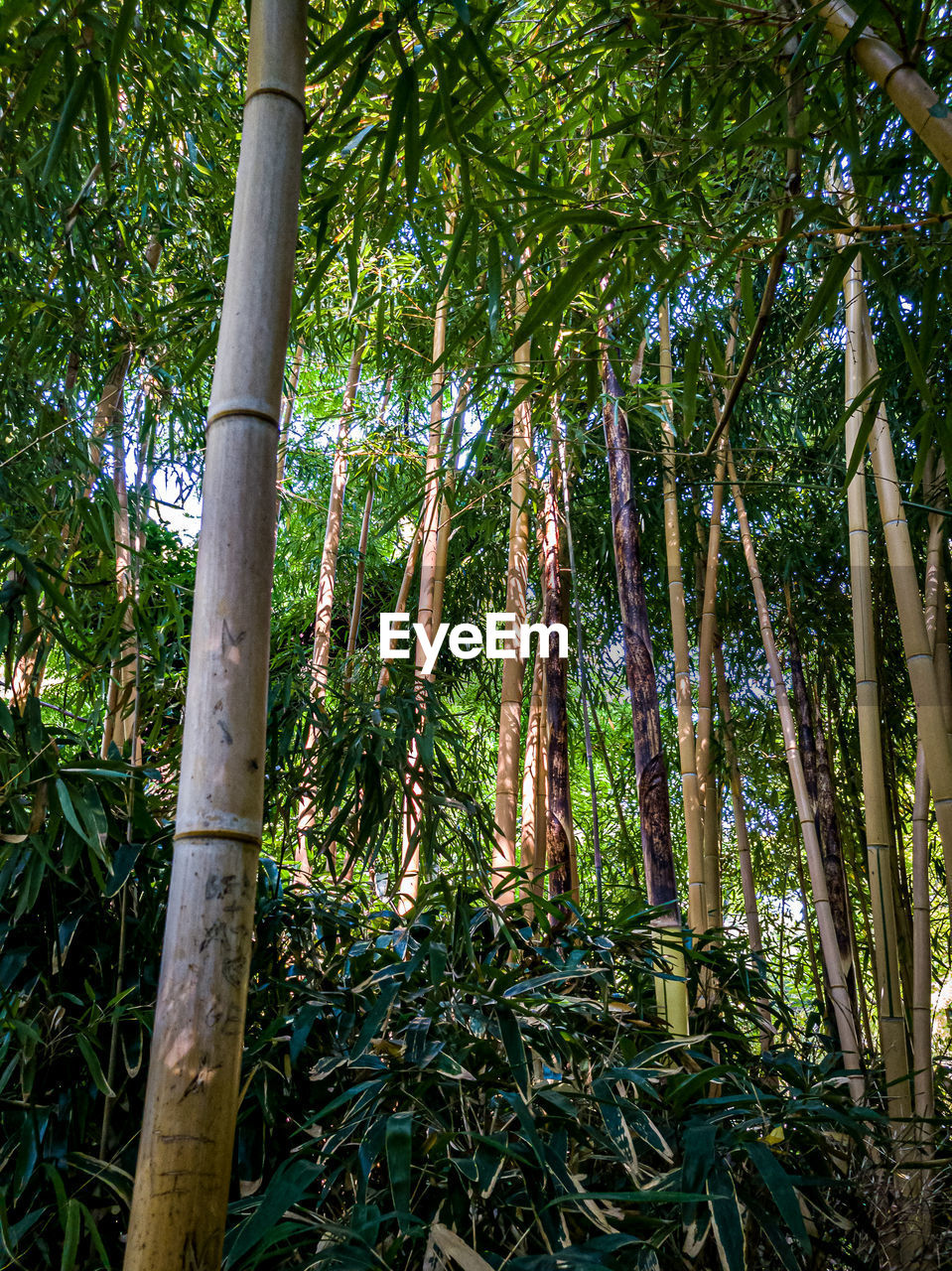 Low angle view of bamboo groves in forest