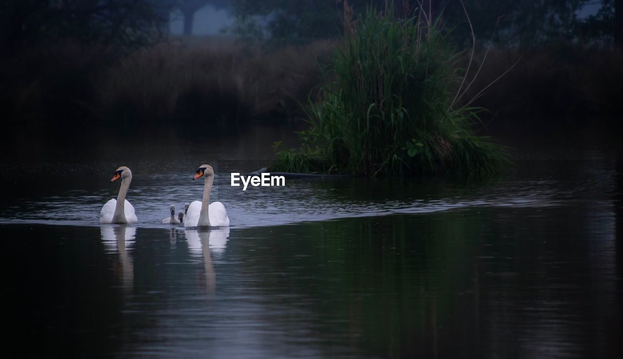 Swans swimming on lake