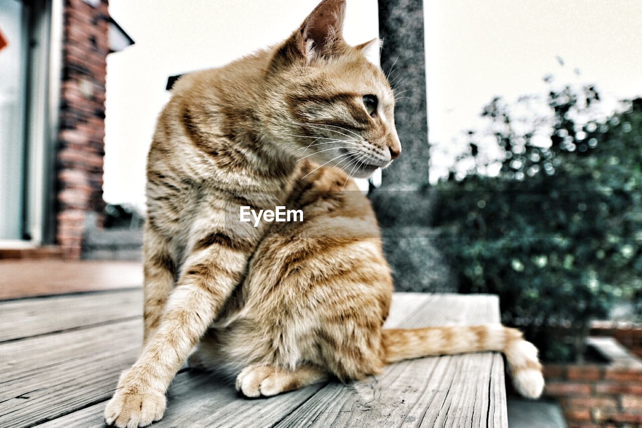 Close-up of cat on table