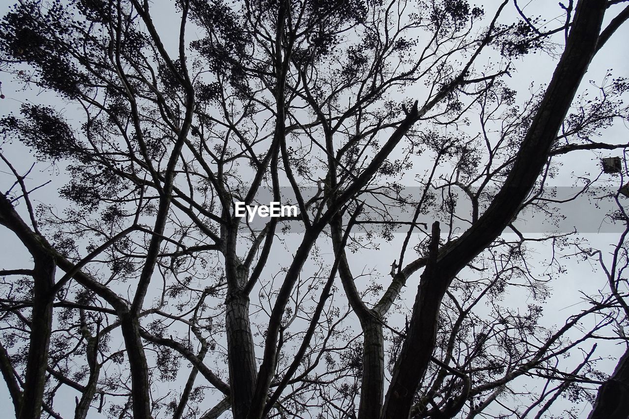 LOW ANGLE VIEW OF SILHOUETTE TREE AGAINST SKY