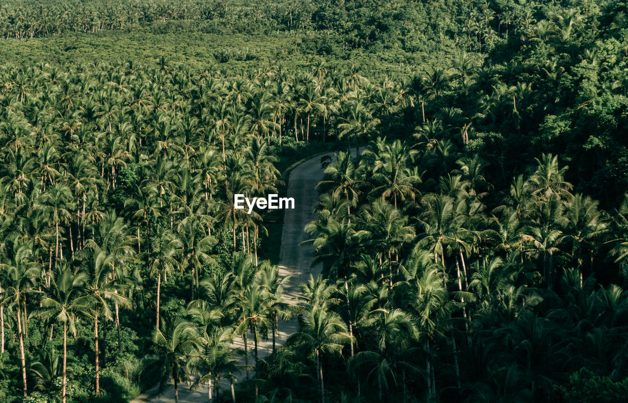 Vibrant green landscape with lush crop in expansive field