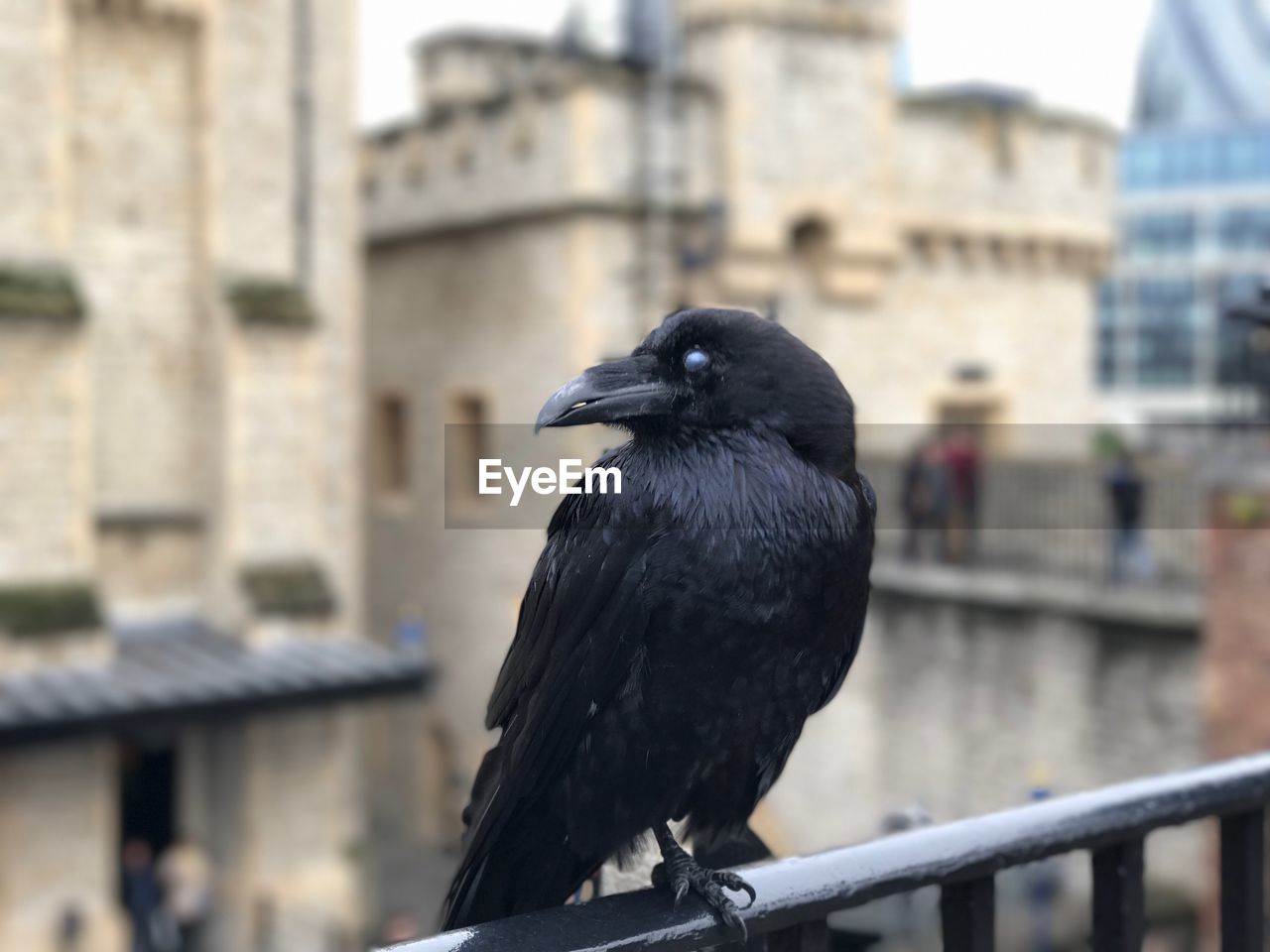 Close-up of bird perching on railing against buildings