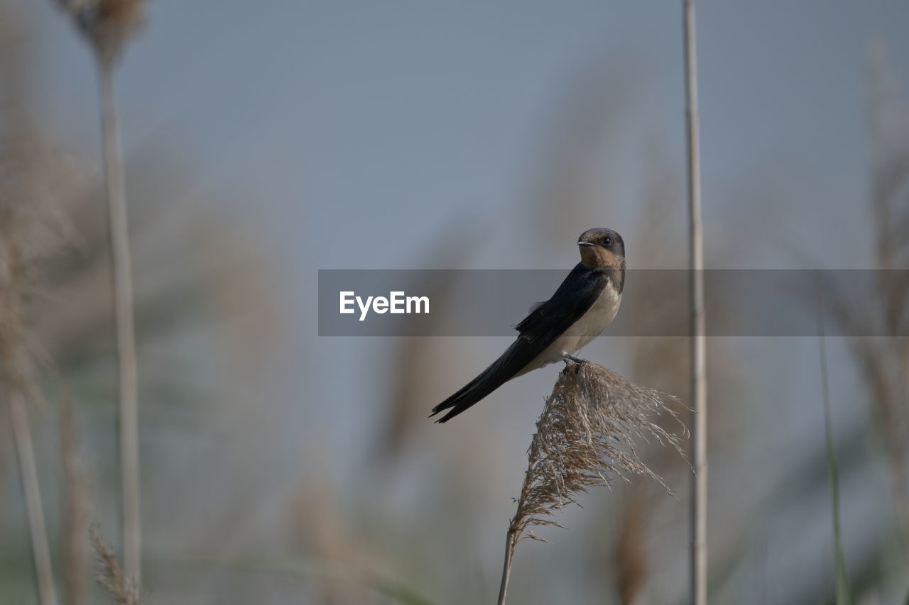 animal wildlife, animal themes, bird, animal, wildlife, one animal, nature, no people, plant, perching, branch, close-up, focus on foreground, beak, outdoors, day, beauty in nature, selective focus, wing