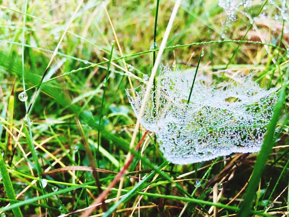 CLOSE-UP OF PLANT