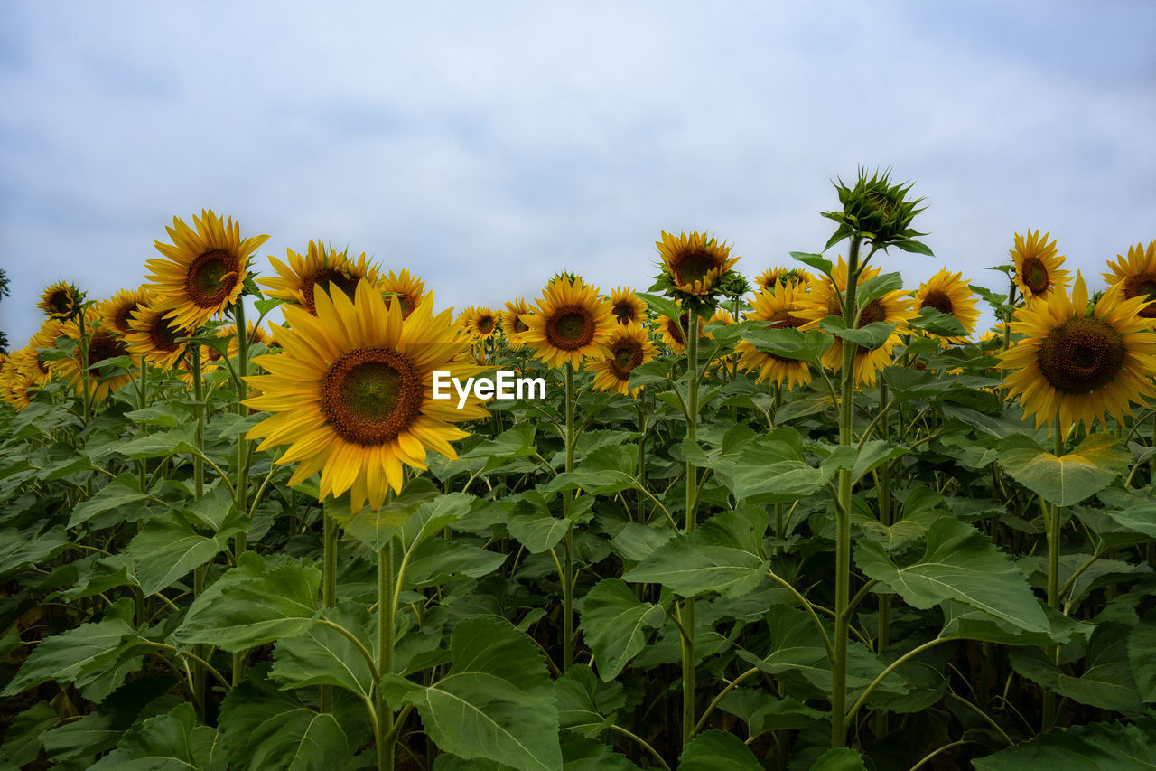 Close-up of yellow sunflower plants on field against sky