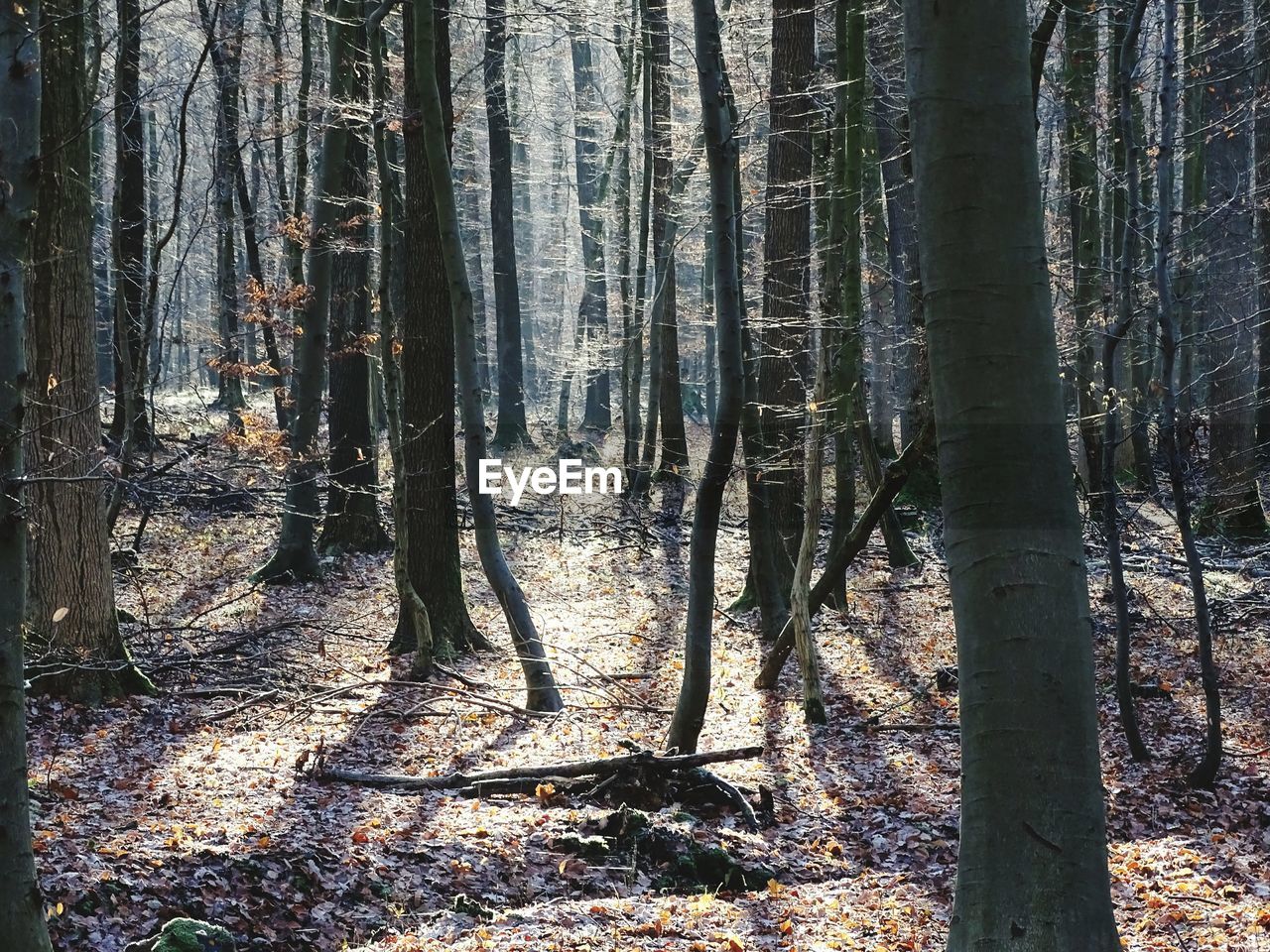 VIEW OF TREES IN FOREST