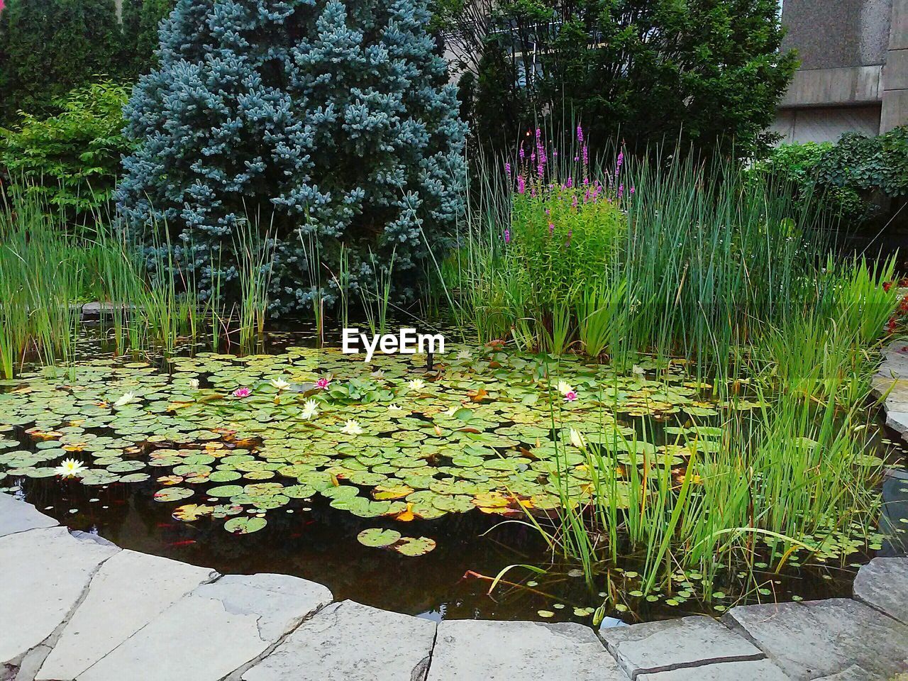 Plants growing in pond against trees
