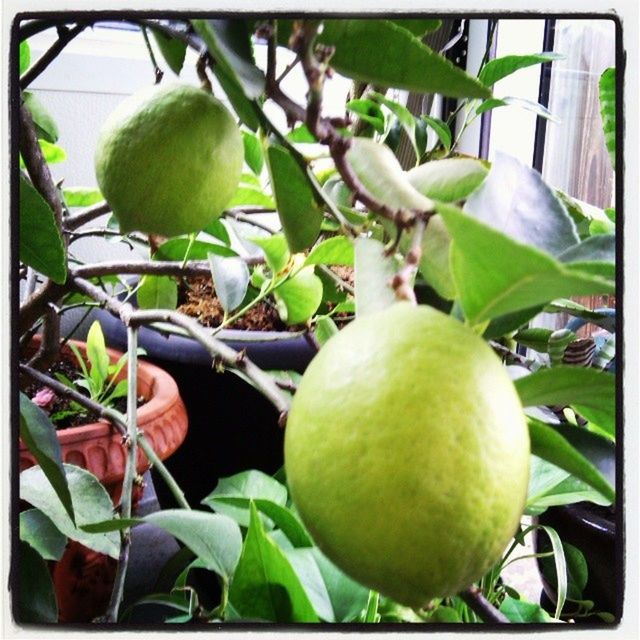 CLOSE-UP OF FRUITS ON TREE