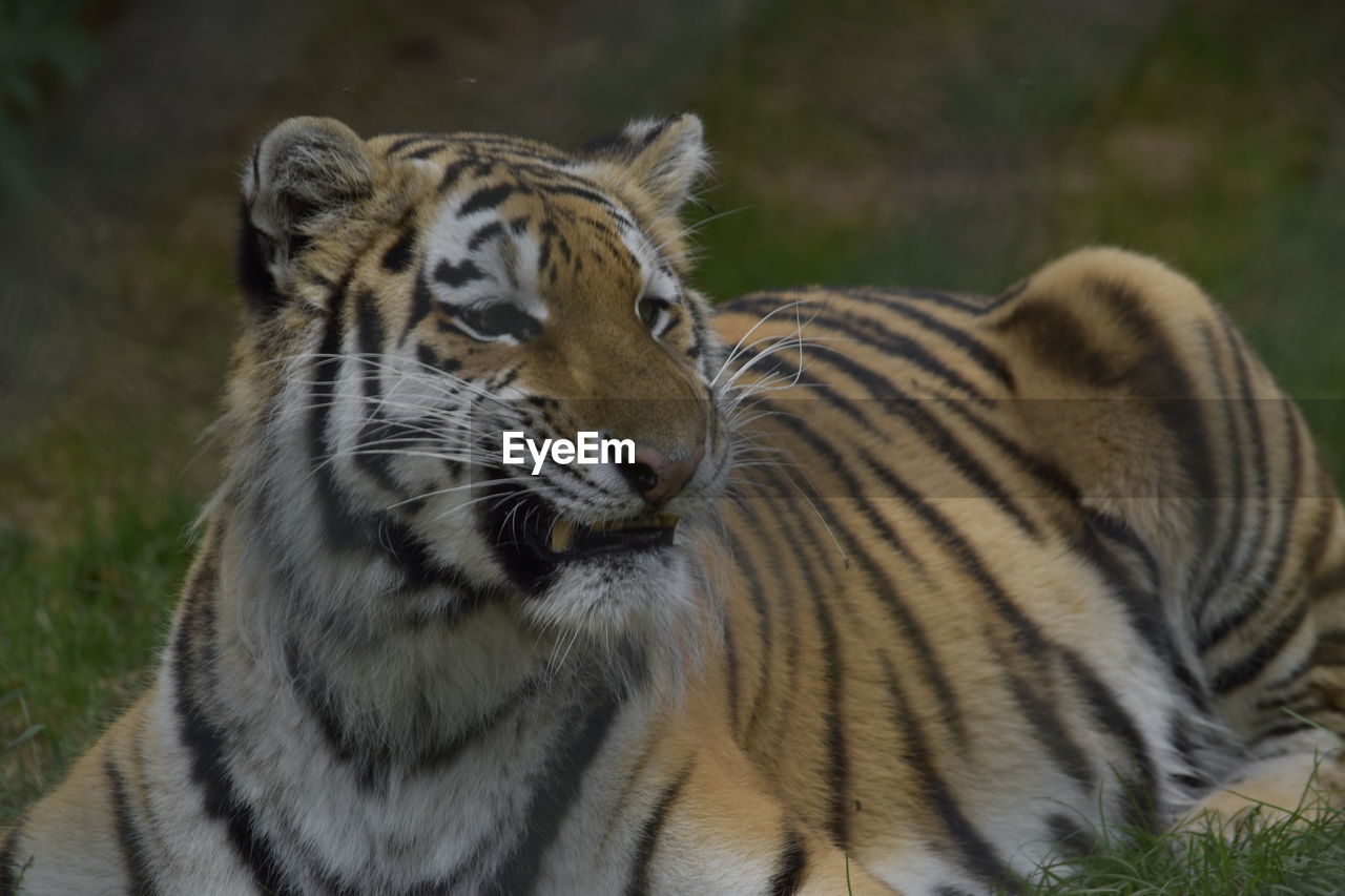 CLOSE-UP OF A TIGER