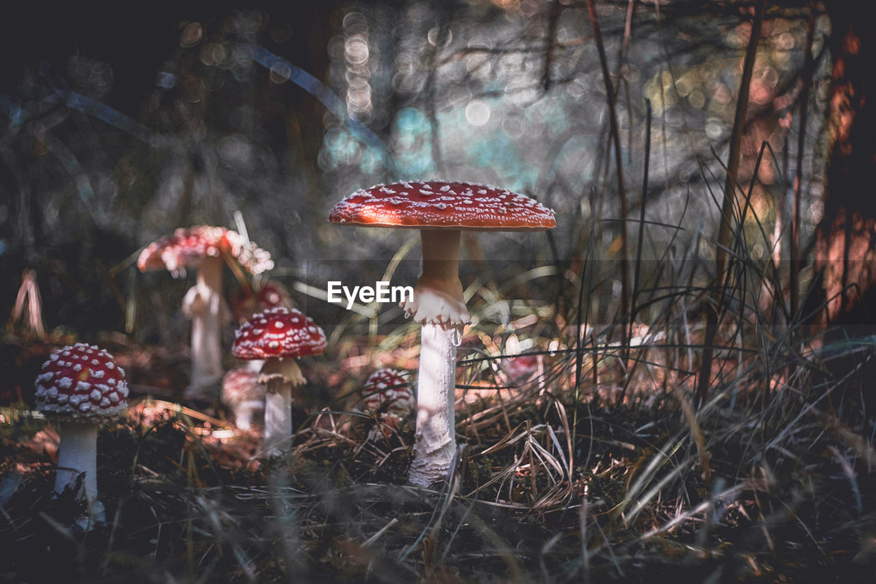 CLOSE-UP OF FLY AGARIC MUSHROOM