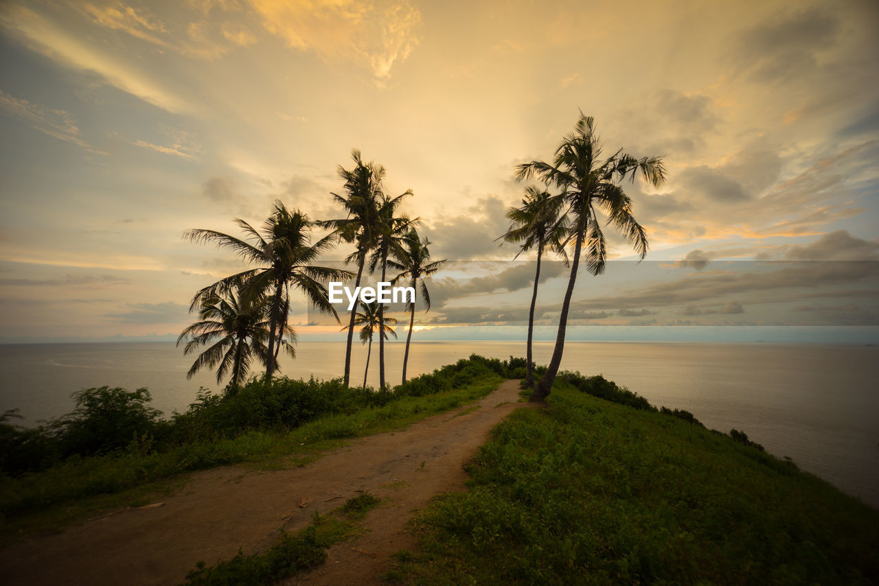 Trees growing on landscape by sea against cloudy sky