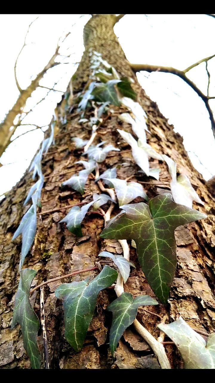 CLOSE-UP OF FRESH GREEN LEAVES