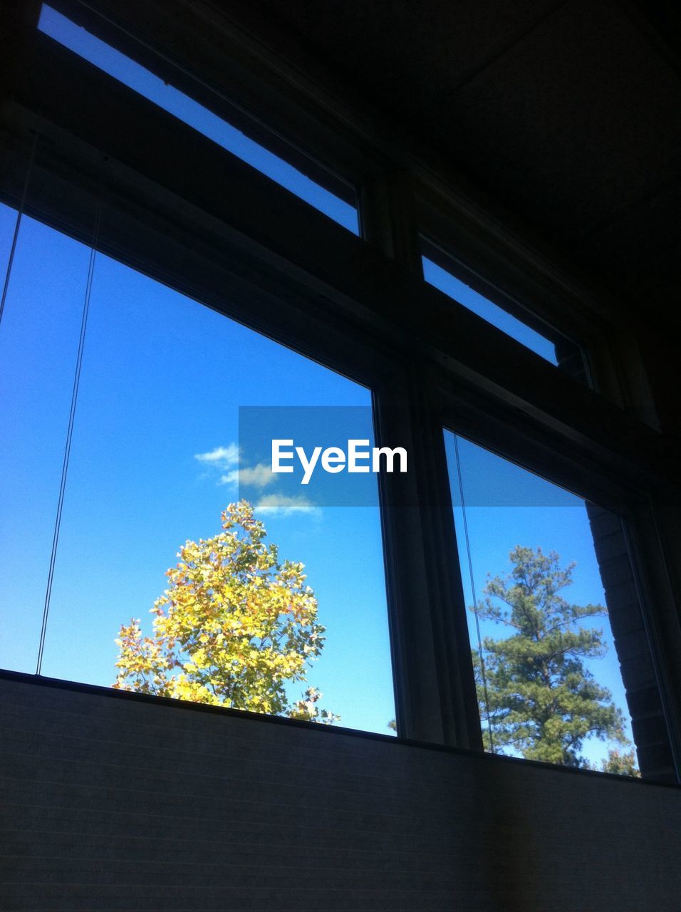 LOW ANGLE VIEW OF TREE AGAINST BLUE SKY