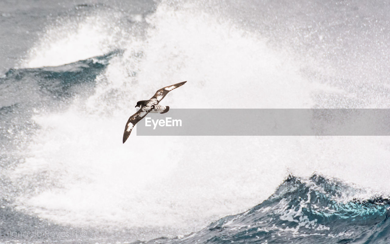 High angle view of bird flying over sea