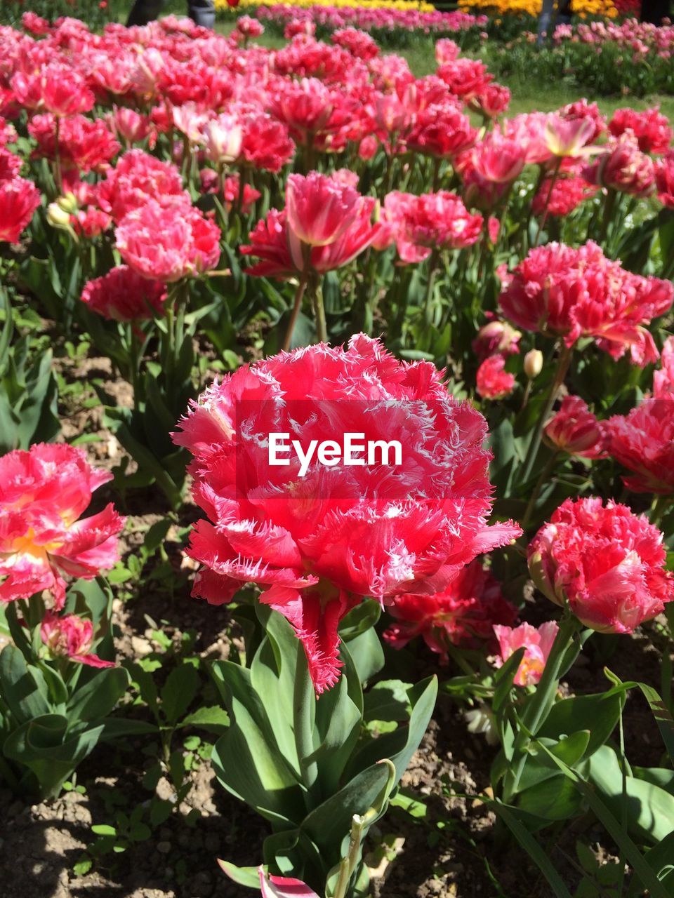 CLOSE-UP OF RED FLOWERS BLOOMING IN PLANT