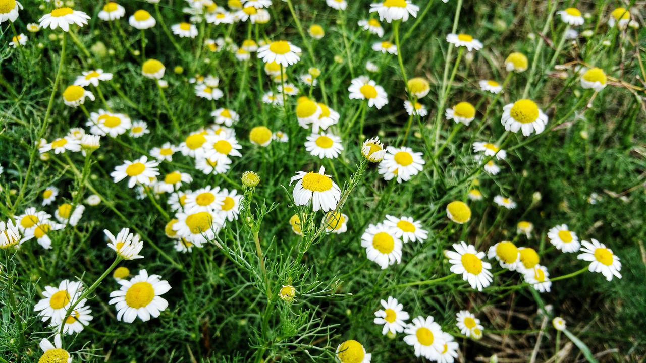 flowering plant, plant, flower, freshness, beauty in nature, fragility, growth, meadow, grass, daisy, nature, yellow, flower head, petal, field, white, lawn, inflorescence, land, tanacetum parthenium, no people, close-up, green, day, high angle view, herb, wildflower, outdoors, springtime, botany, plain, garden cosmos