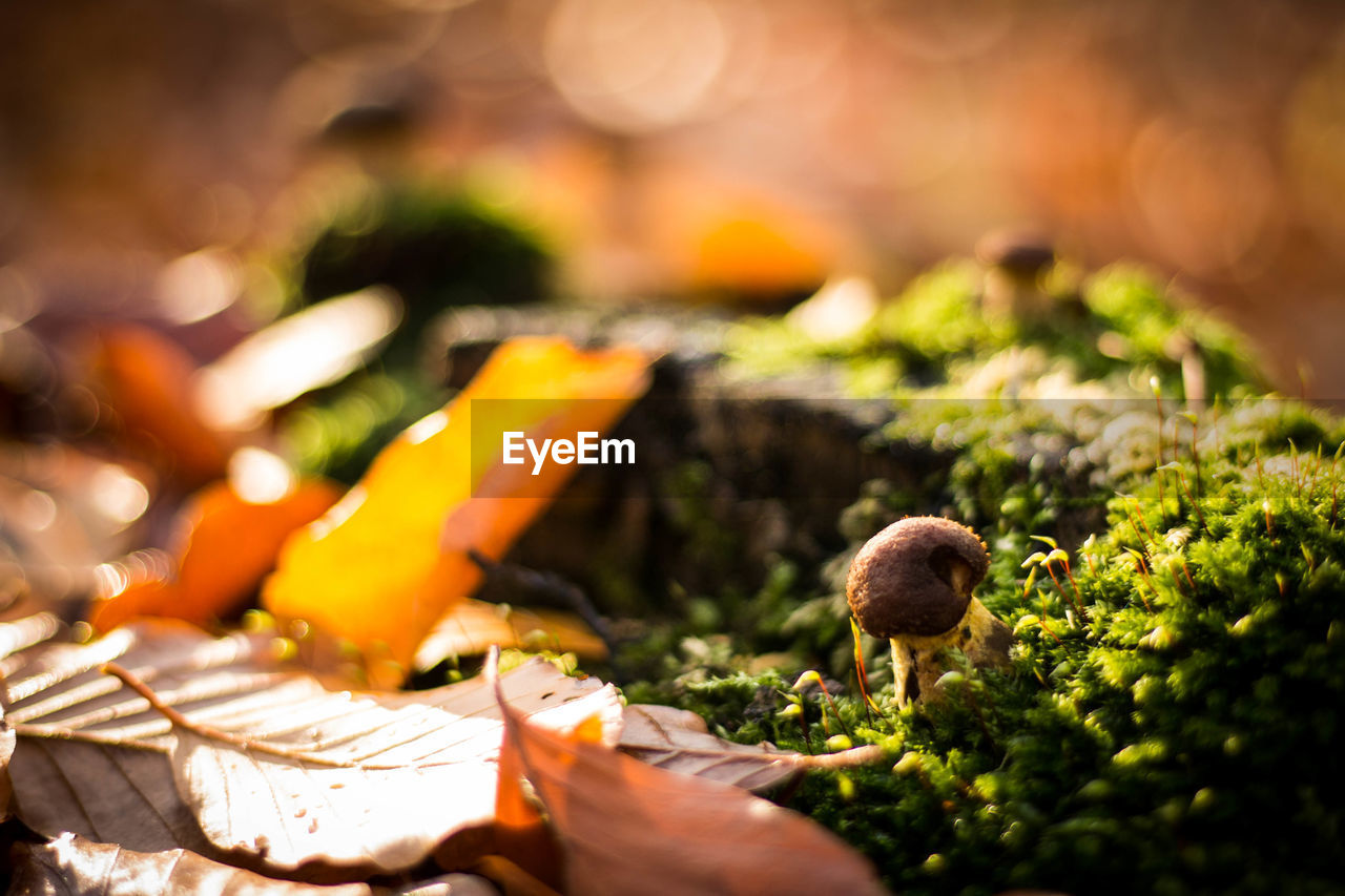 Close-up of mushroom in forest bed
