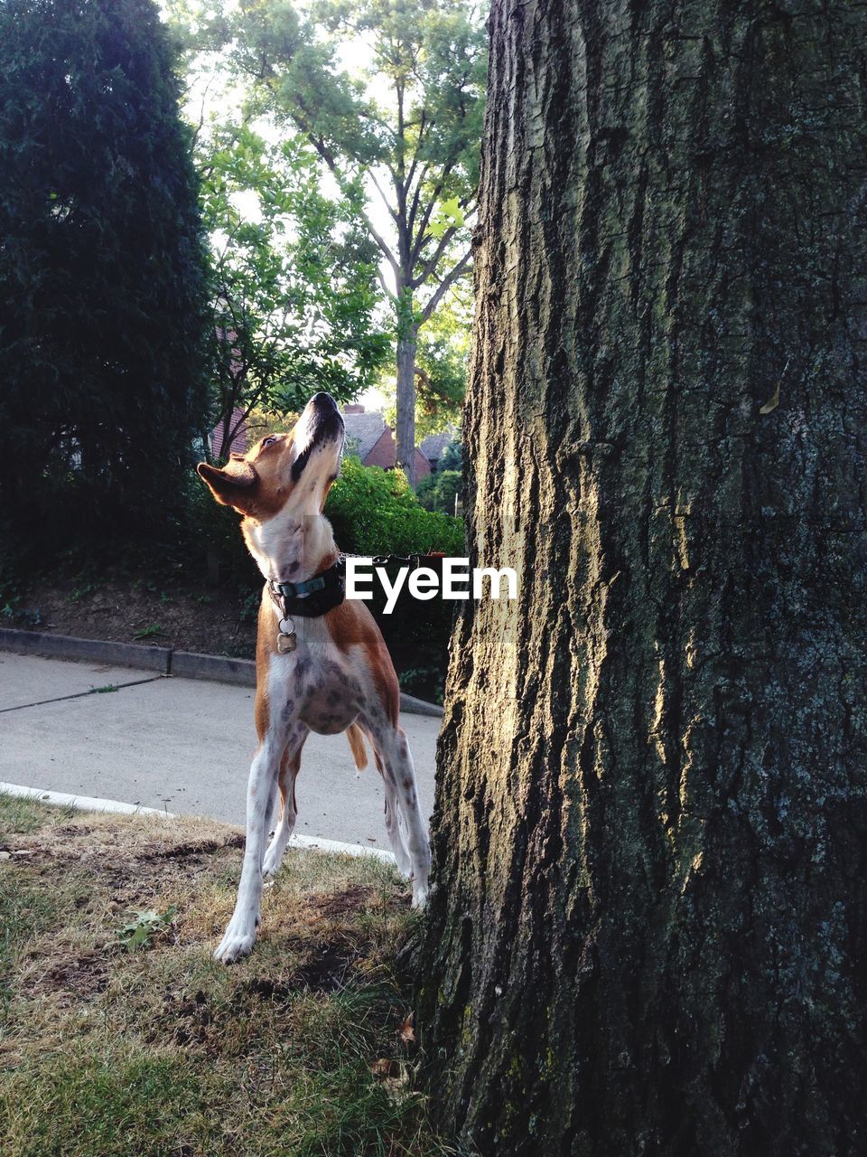 Dog looking up while standing by tree