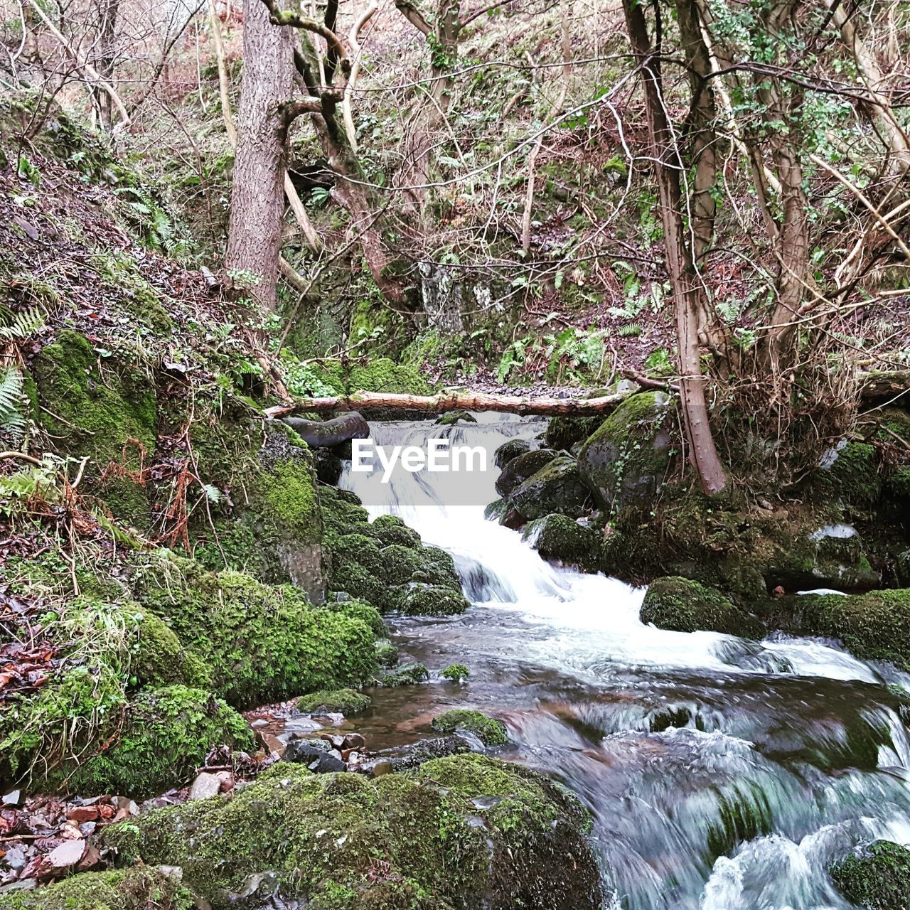 SCENIC VIEW OF TREES IN WATER