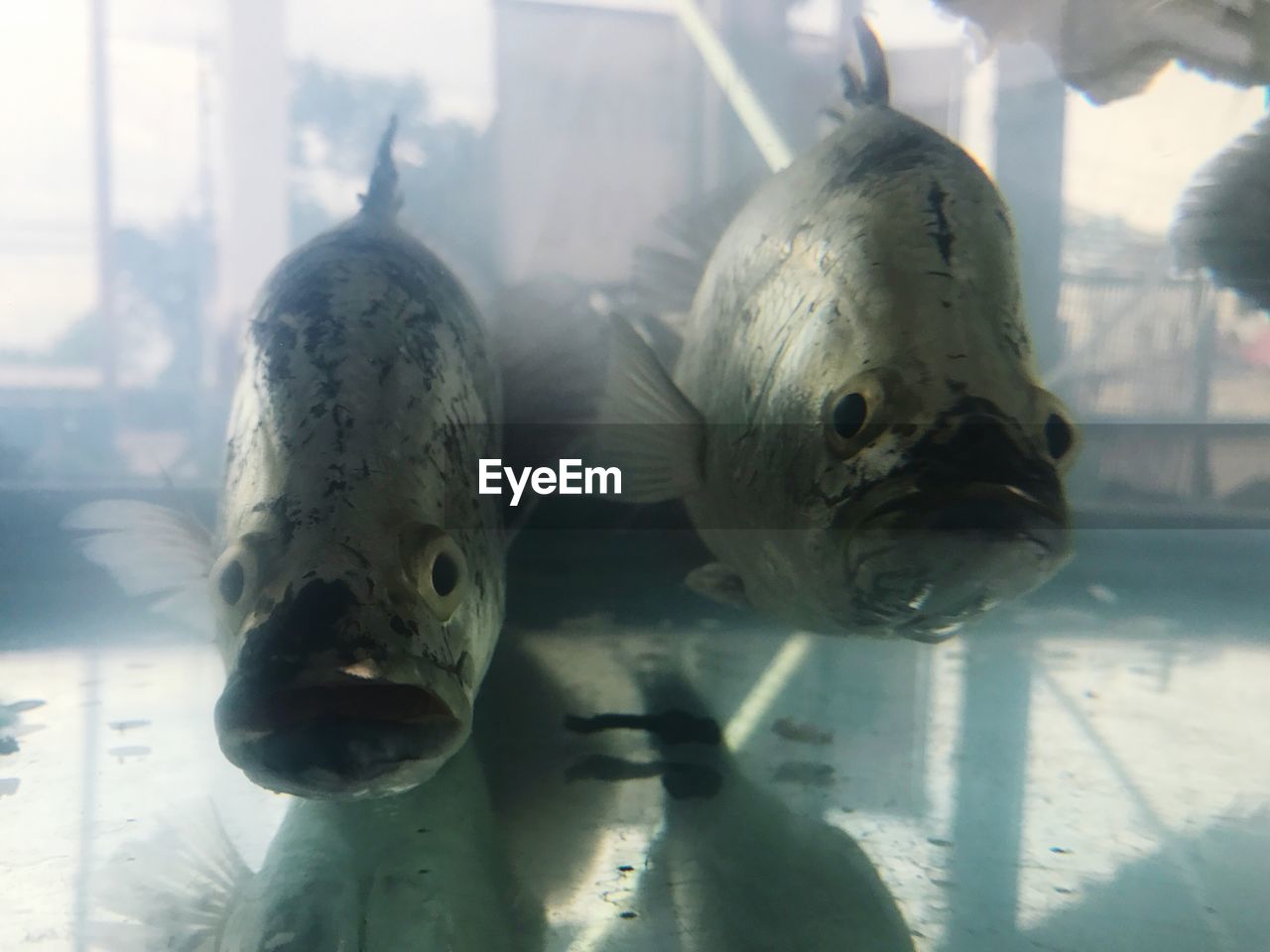 CLOSE-UP OF FISHES IN AQUARIUM