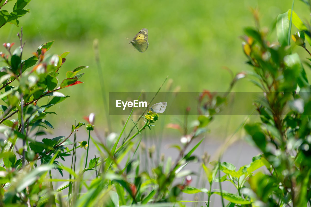 CLOSE-UP OF BUTTERFLY POLLINATING ON PLANT