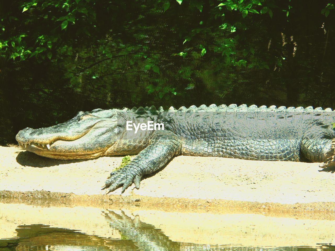 Close-up of crocodile on ground