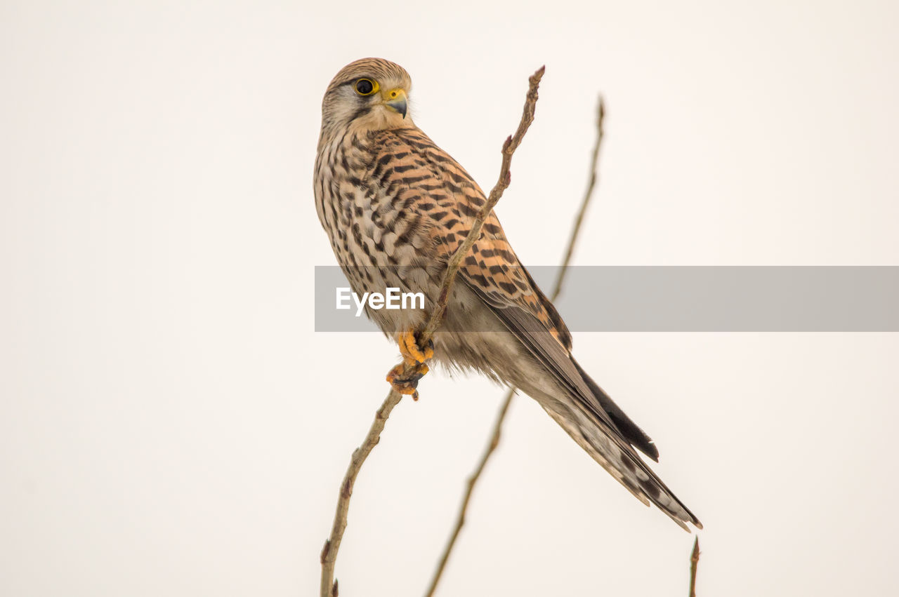 Low angle view of falcon perching on twig