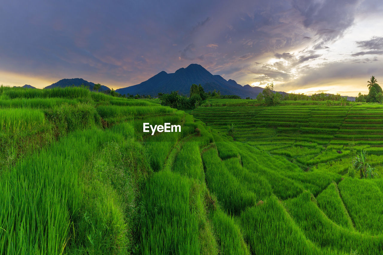 Panoramic view of the morning light and clear sky flushing over the green rice fields