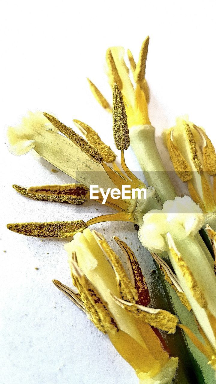 HIGH ANGLE VIEW OF FRESH YELLOW FLOWER OVER WHITE BACKGROUND