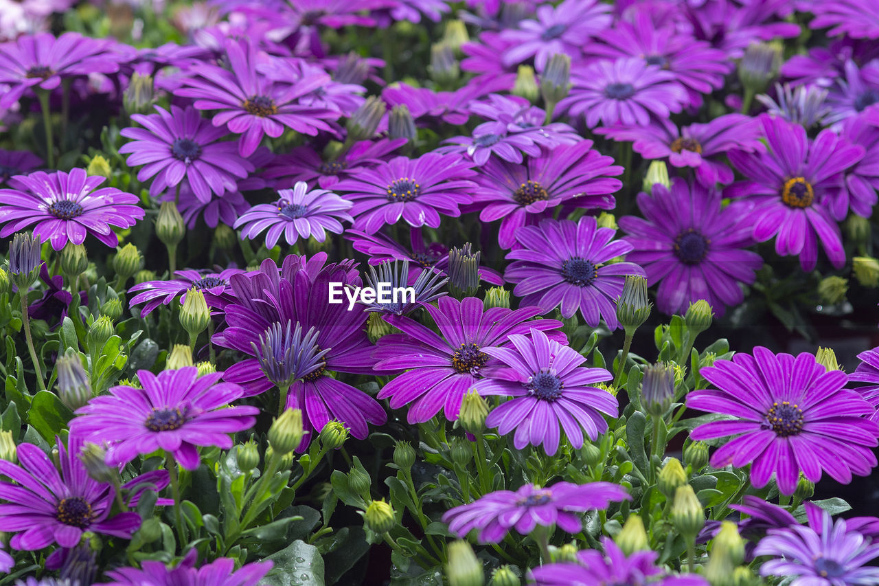 CLOSE-UP OF PURPLE FLOWERING PLANTS