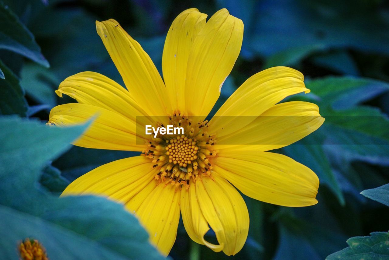 Close-up of yellow flower blooming outdoors