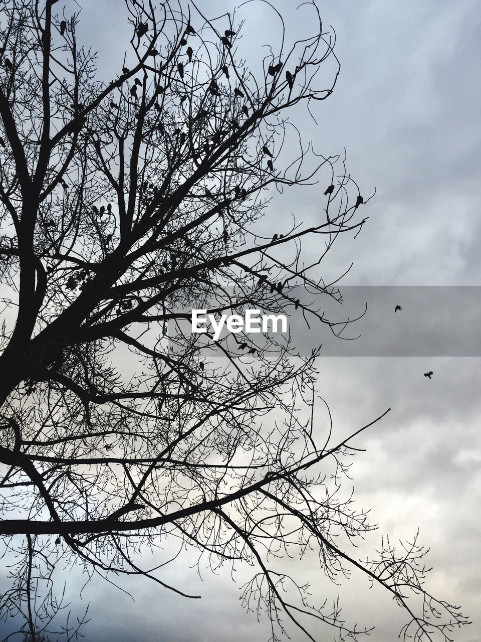 LOW ANGLE VIEW OF BARE TREE AGAINST CLOUDY SKY