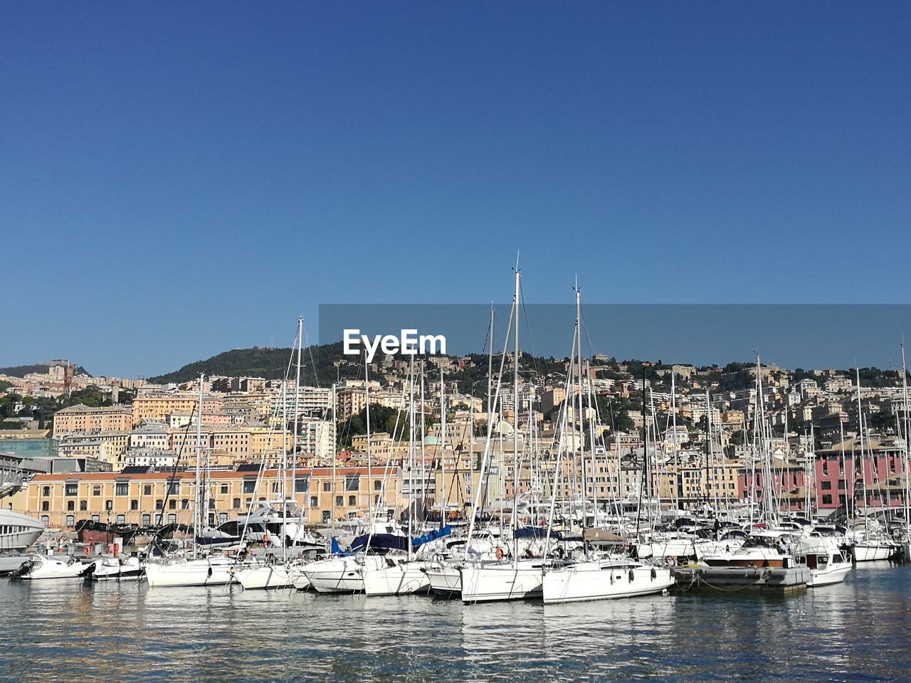 Sailboats moored at harbor against clear sky