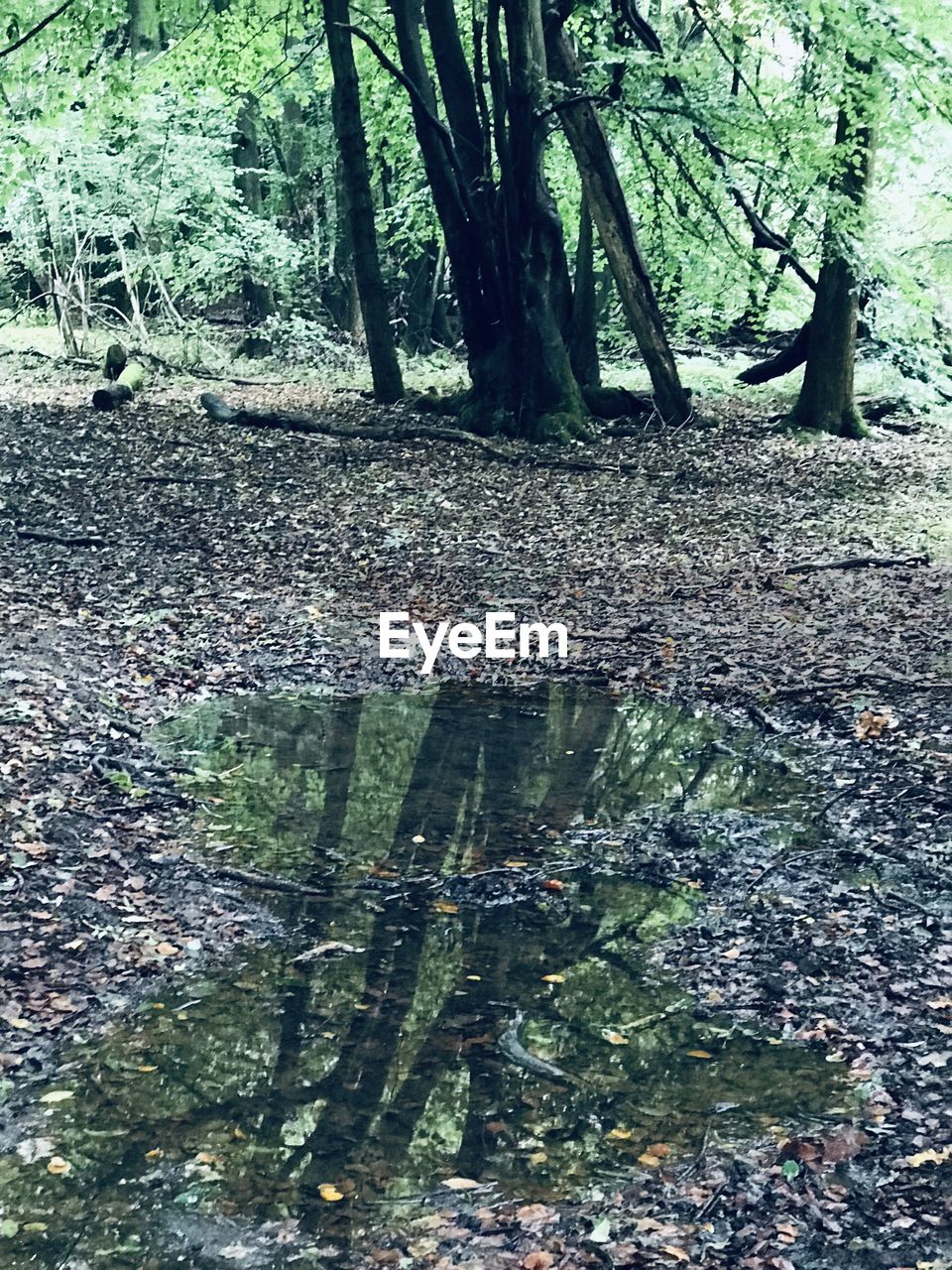 TREES GROWING IN SWAMP
