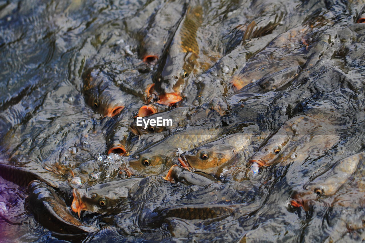 HIGH ANGLE VIEW OF FISH SWIMMING IN LAKE