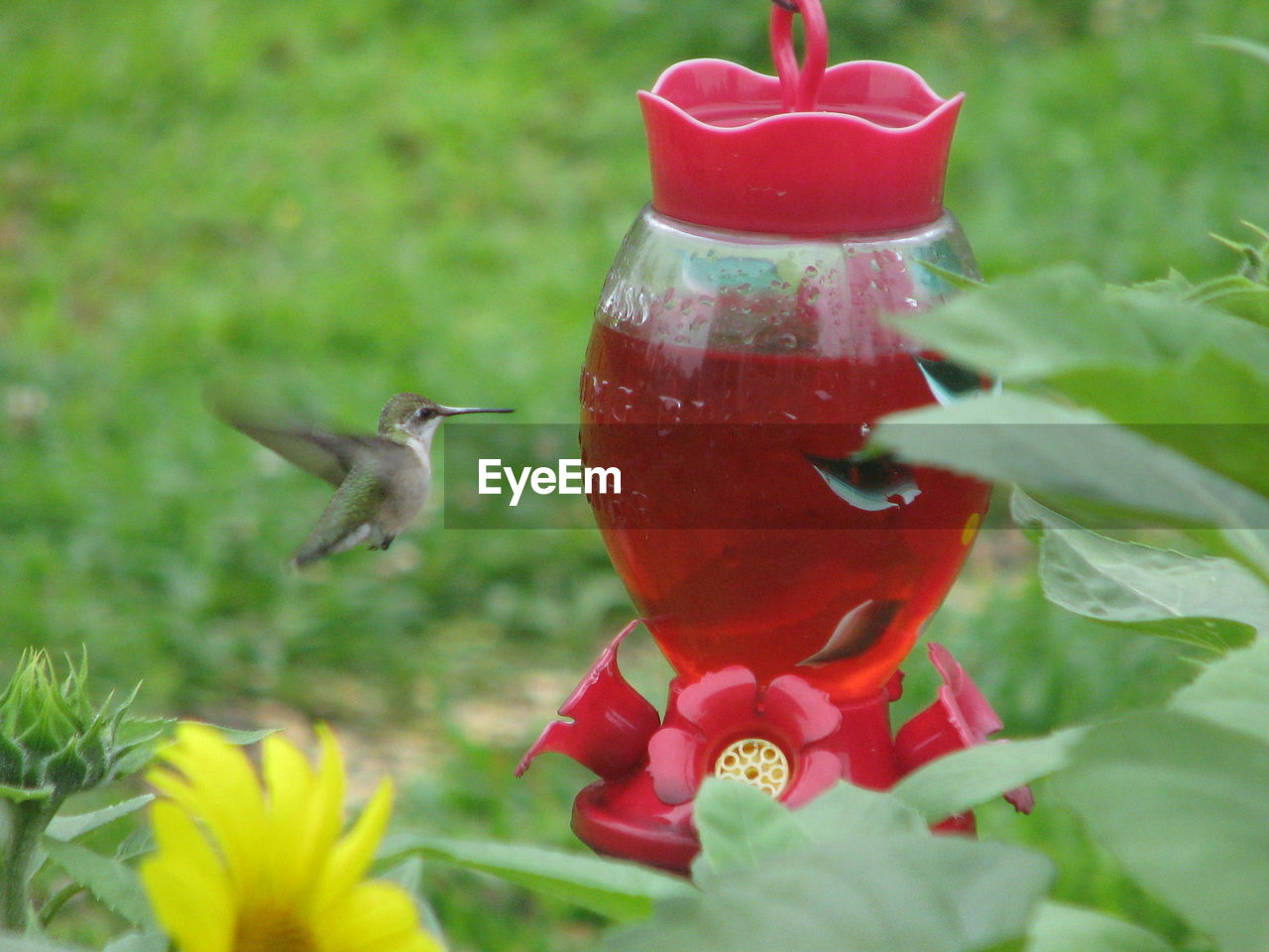 Close-up of bird hovering by feeder