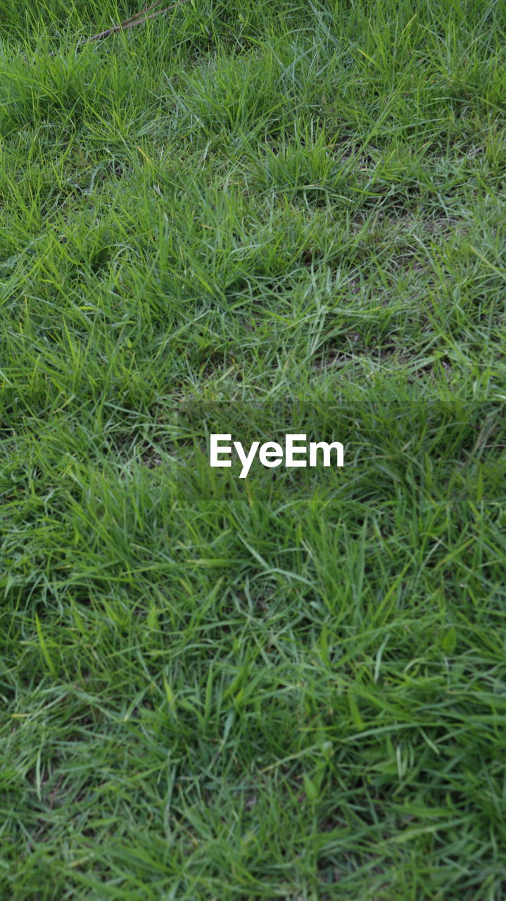 CLOSE-UP OF GRASS IN FIELD