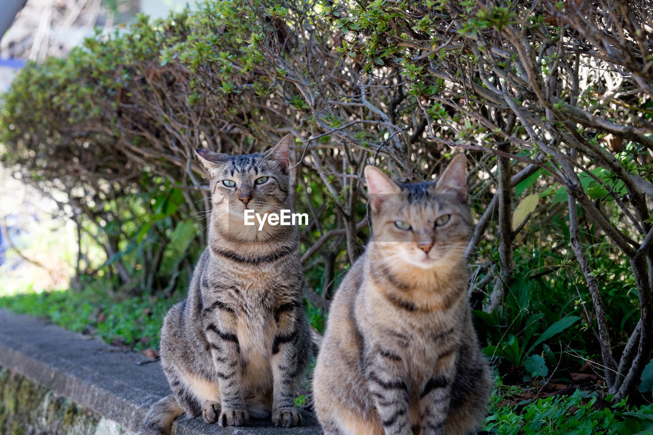 Portrait of cats against plants