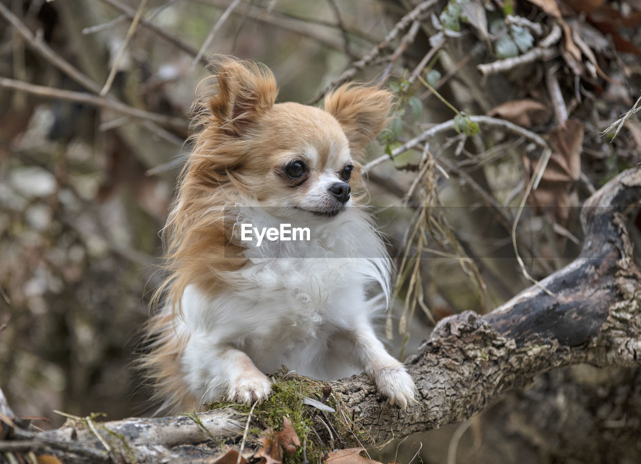 CLOSE-UP OF A DOG ON TREE